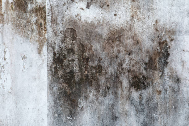 Best Mold Removal for HVAC Installations  in Mayfield, PA