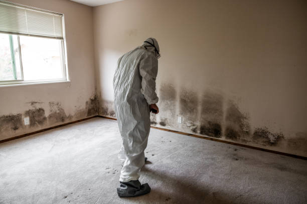 Best Mold Damage Restoration  in Mayfield, PA