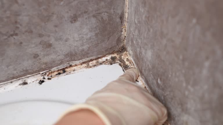 Best Black Mold Removal  in Mayfield, PA